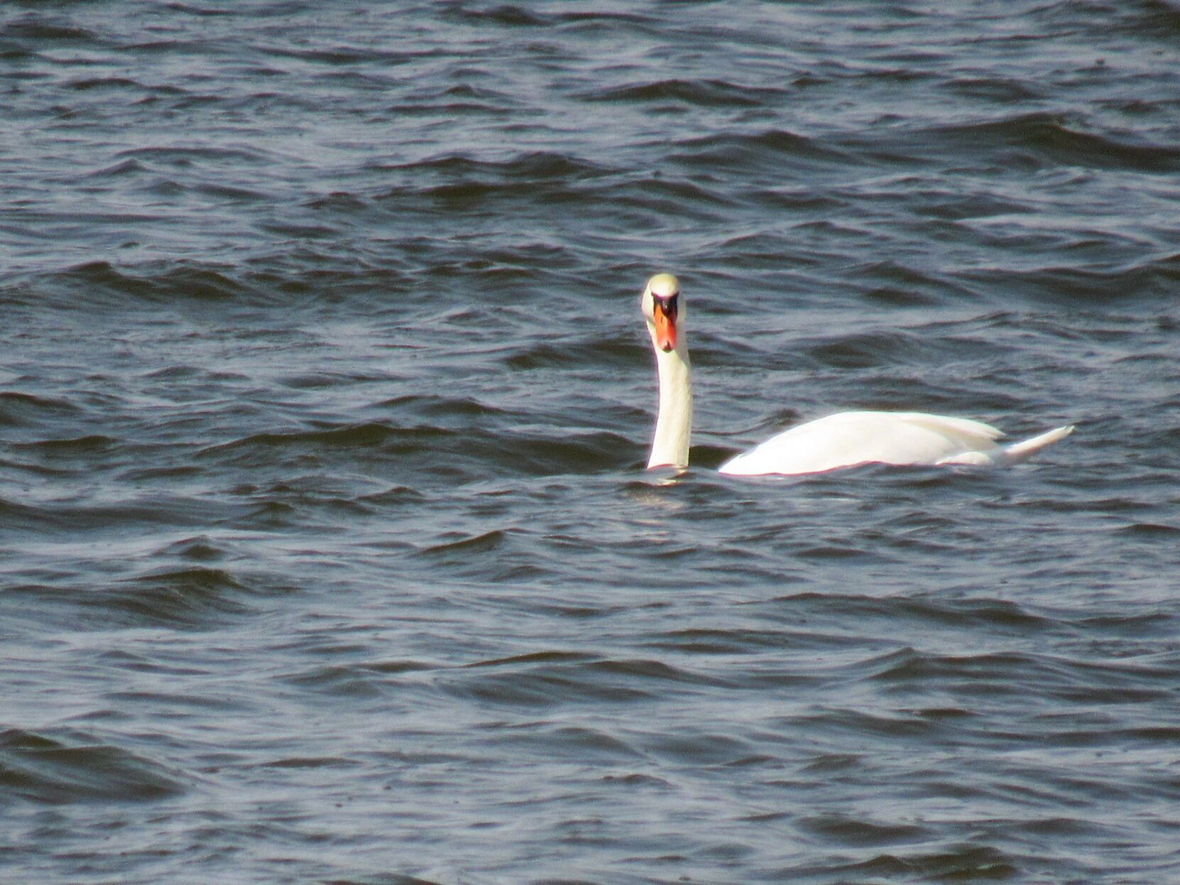IMG_7439.JPG